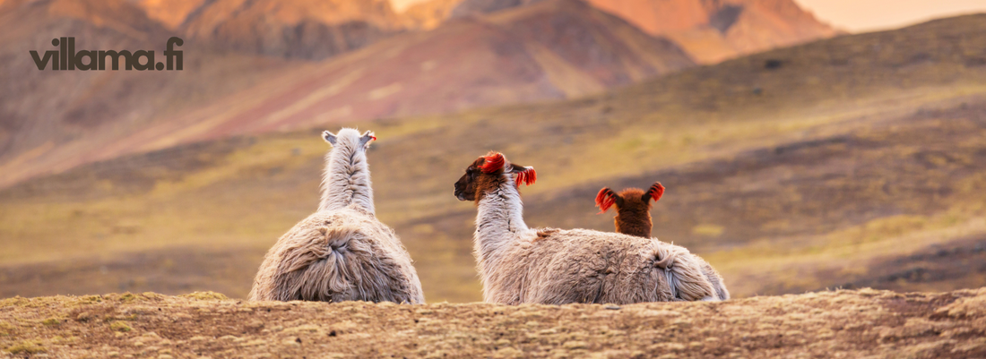 baby llama - llamas in the mountain - baby llama yarn