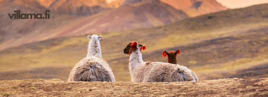 baby llama - llamas in the mountain - baby llama yarn