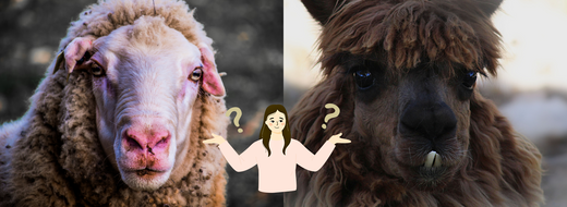 60% Alpaca, 40% Merino: The Perfect Blend for Soft and Warm Projects