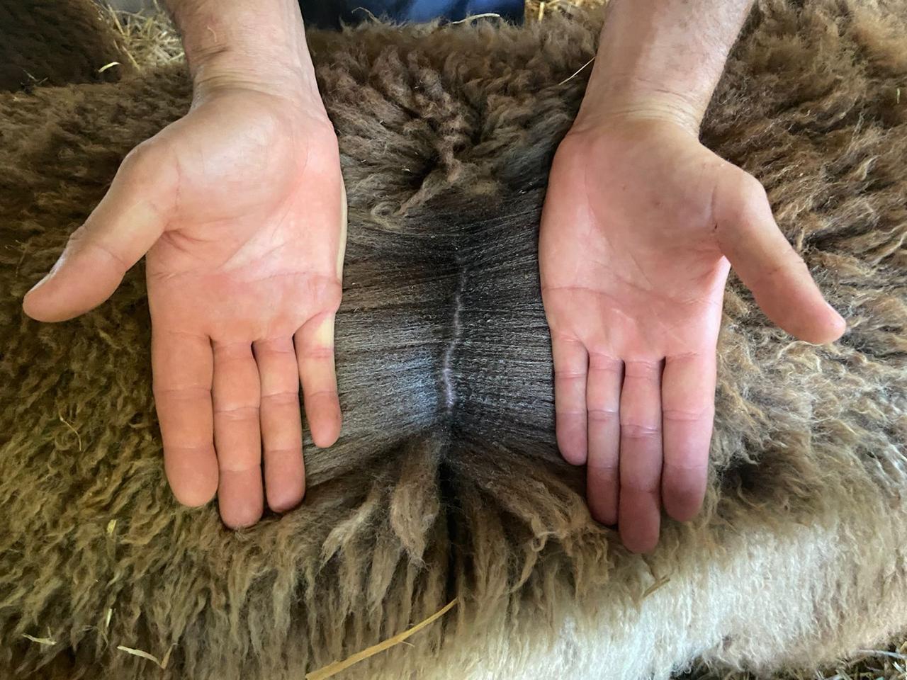 hands in sheep to show the wool - villama