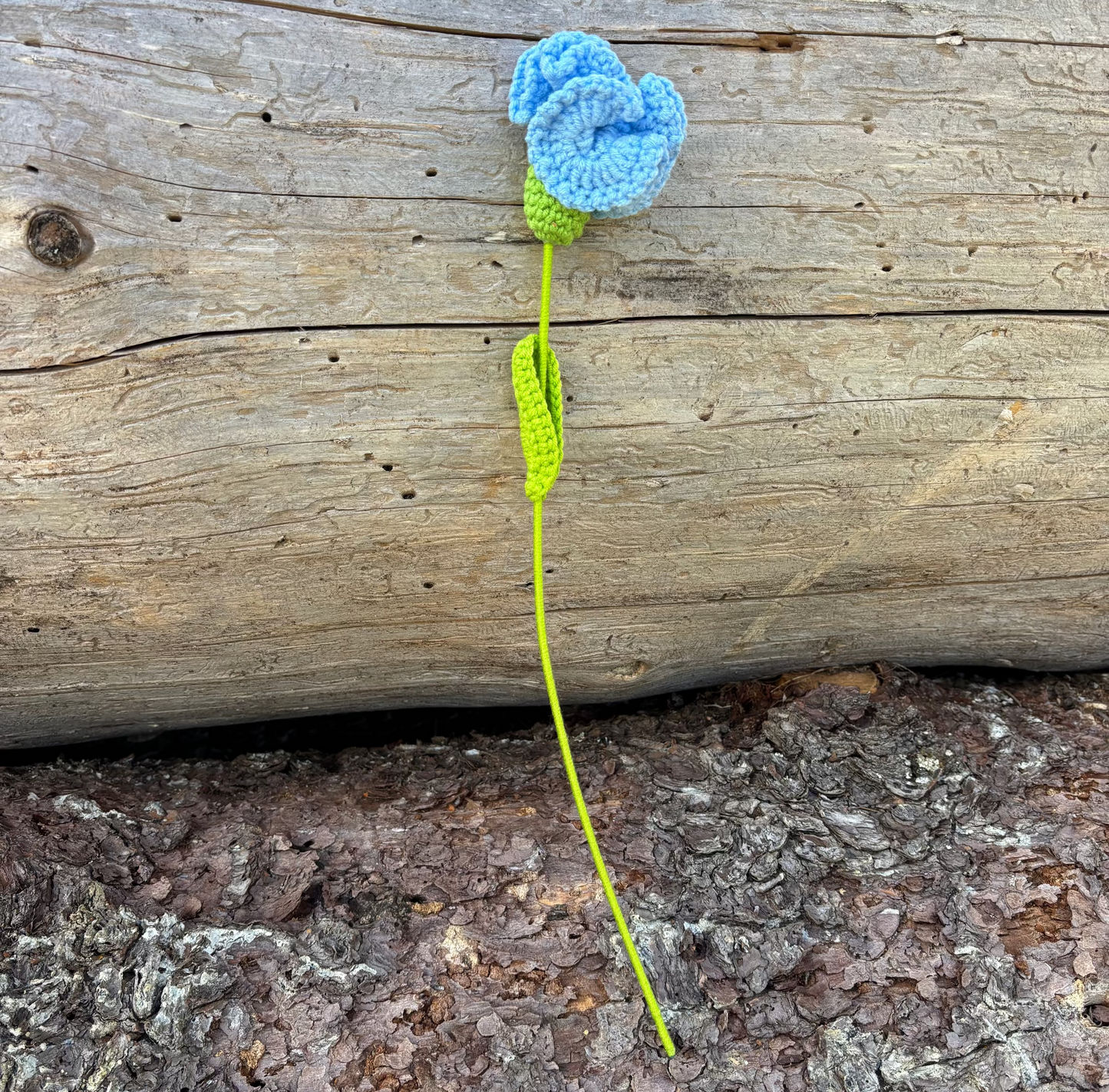 kukka-light-blue-clavel