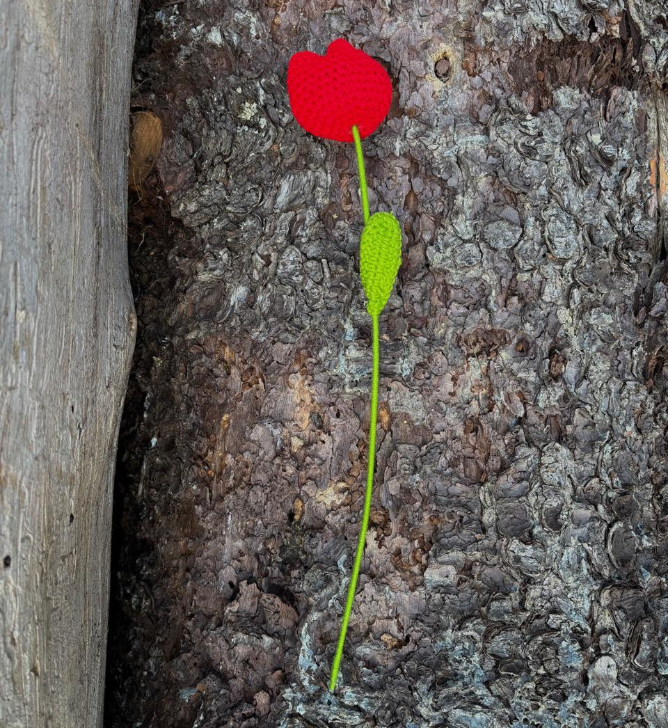 kukka-red-tulipan