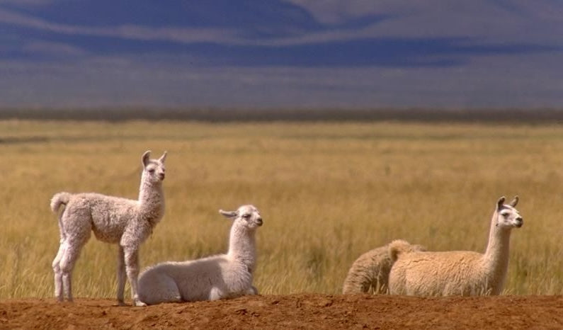 laamavilla Suomi, laamavilla, llama, pehmeä lanka