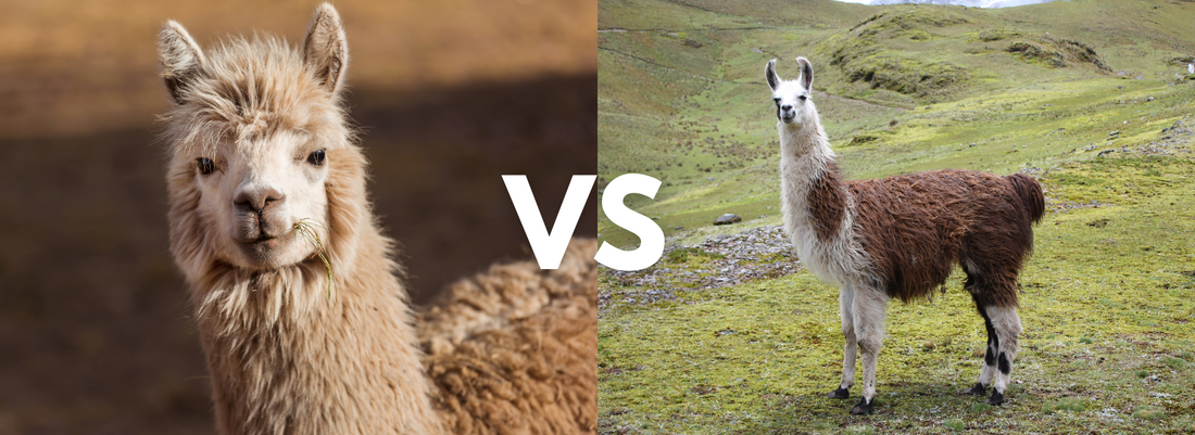 Alpakkalanka vs. Laamalanka: Tärkeimmät Erot ja Hyödyt, Alpaca vs. Llama Yarn: Key Differences and Benefits