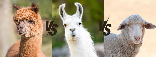 Alpakka vs. Laama vs. Merinovilla: Kattava vertailu, Alpaca vs. Llama vs. Merino Wool: A Comprehensive Comparison