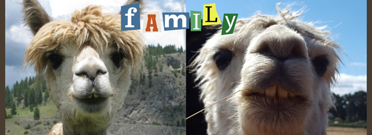 Alpakan ja Laaman Samankaltaisuudet: Yhteinen Eläinperhe ja Kuitujen Erinomaiset Ominaisuudet, Alpaca and Llama: A Shared Animal Family and Exceptional Fiber Qualities