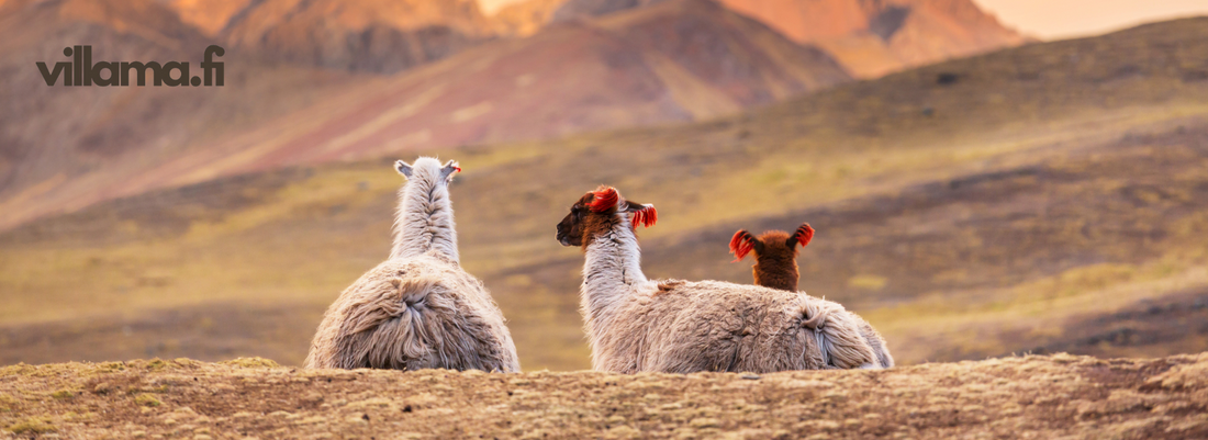 baby llama - llamas in the mountain - baby llama yarn 