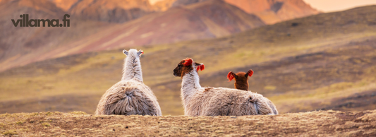 baby llama - llamas in the mountain - baby llama yarn 