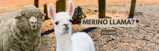 Merinovilla vs. Merino-laamasekoite – kumpi lanka sopii sinulle?