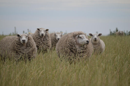 Sheeps from Argentina - natural wool - animal care