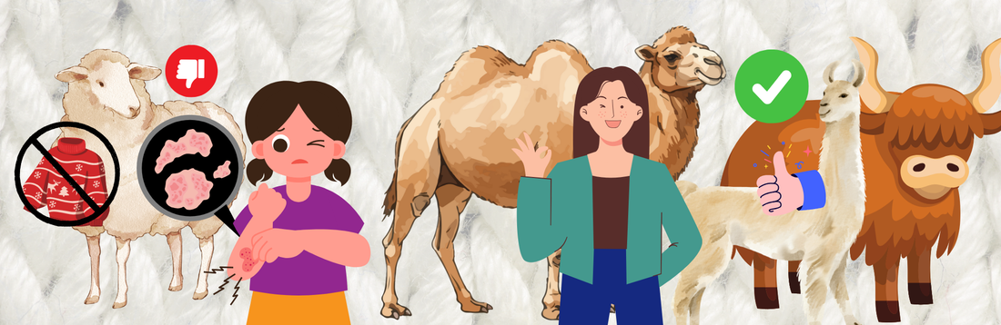 Kuituopas: Laama vs. Kameli vs. Jäkki vs. Alpakka vs. Merino