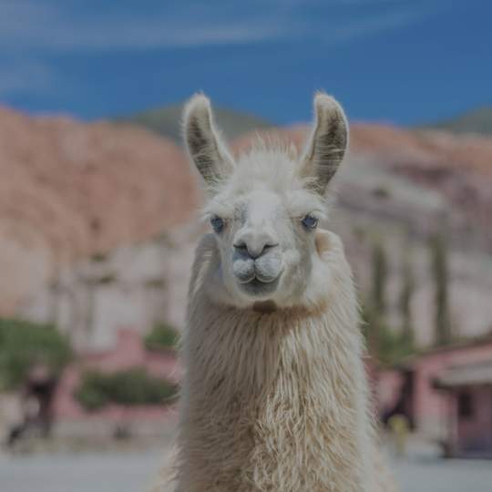 Laamavilla