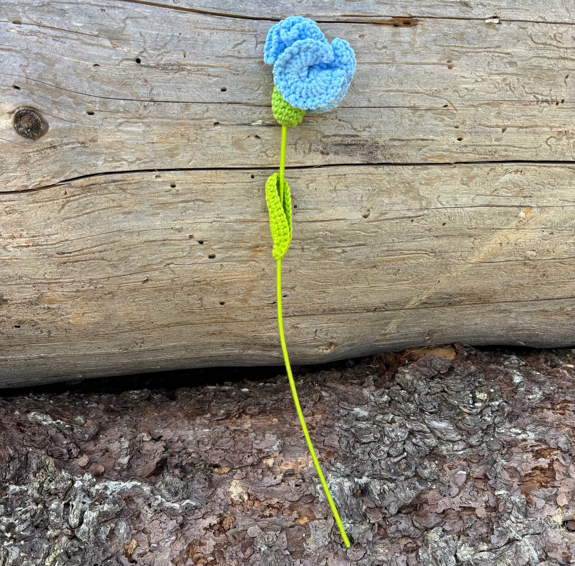 kukka-light-blue-clavel