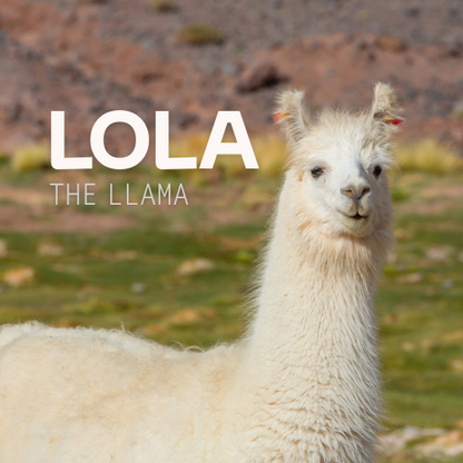 Lola the Lama – 100% lama – Premium strikkegarn