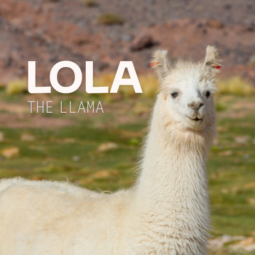 Lola the lama - Premium llama yarn